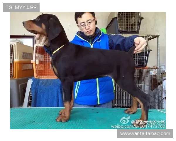 大狗解说微博叫啥？怎么看他发的攻略？